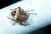 Une femelle (Araneae - Araneidae - Gibbaranea bituberculata)